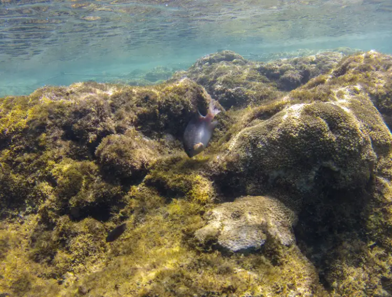 Recifes cobertos com coral-baba-de-boi (Palythoa caribbaeorum) na área de pesquisa da Biofábrica de Corais em Porto de Galinhas 