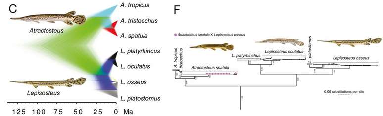 Peixe híbrido gar nasce de pais que tiveram o mesmo ancestral comum há pelo menos 100 milhões de anos (Imagem: Brownstein et al., 2024/Evolution)