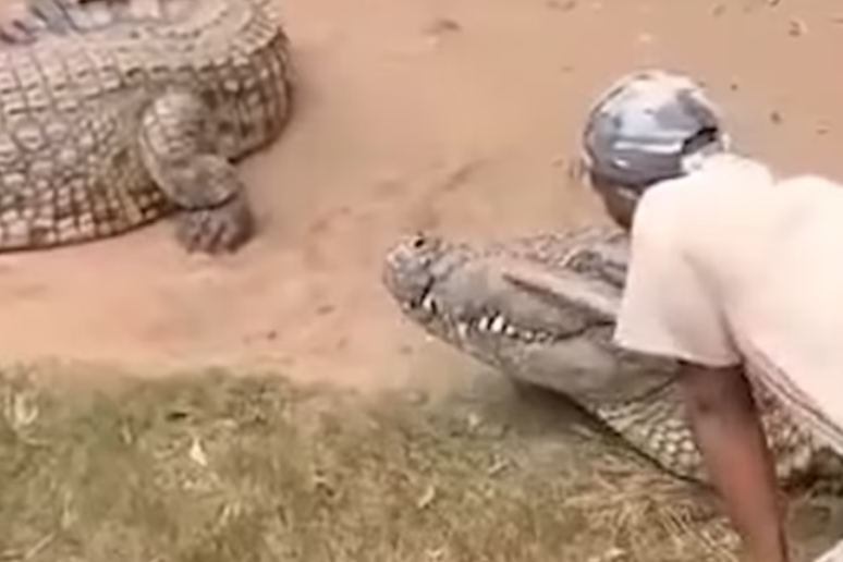 Crocodilo ataca tratador durante apresentação em zoológico na África do Sul
