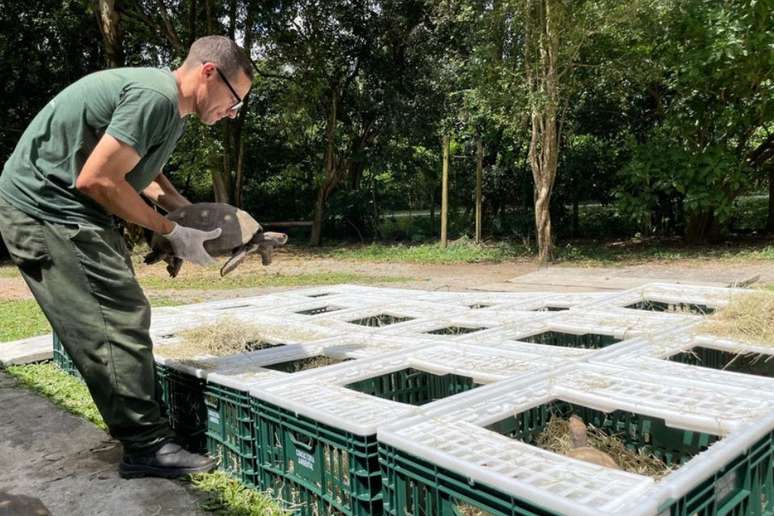 Jabutis foram transportados em caixas ventiladas e com alimentação