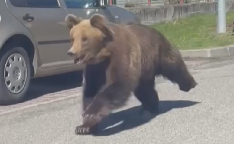 Urso à solta ataca cinco pessoas em destino turístico na Eurpa