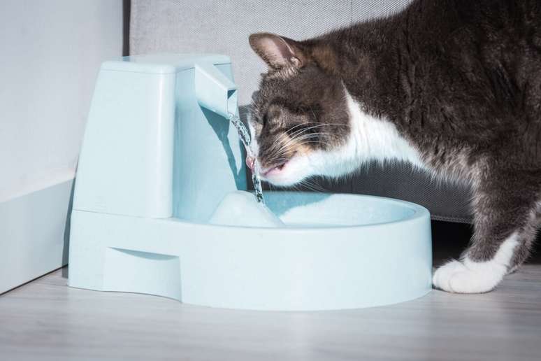 Find out how to prevent kidney disease in pets