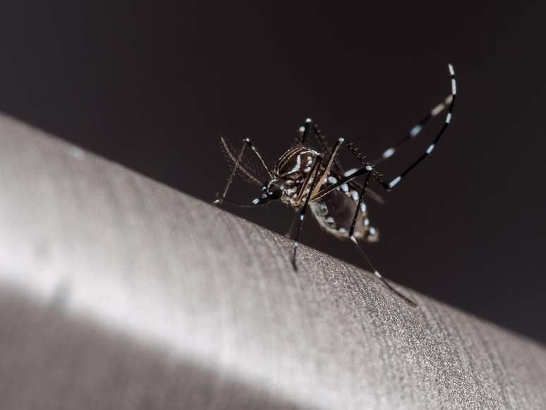 Vírus da dengue é transmitido pela picada da fêmea do mosquito Aedes aegypti