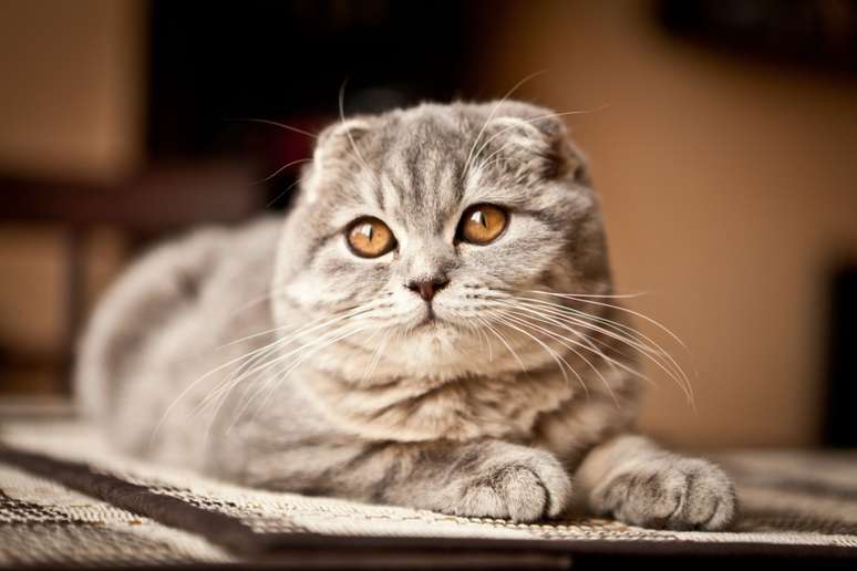 O gato da raça scottish fold encanta com suas orelhas dobradas e doçura inigualável 