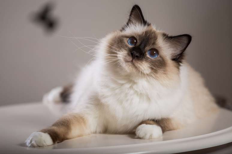 Com seus olhos azuis profundos e pelagem sedosa, o gato brimanês emana elegância e doçura 