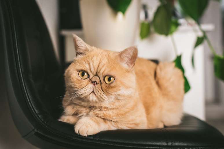 O gato da raça exótica, com seu rosto adoravelmente achatado e pelagem fofa, fascina com sua mistura única de elegância e charme 