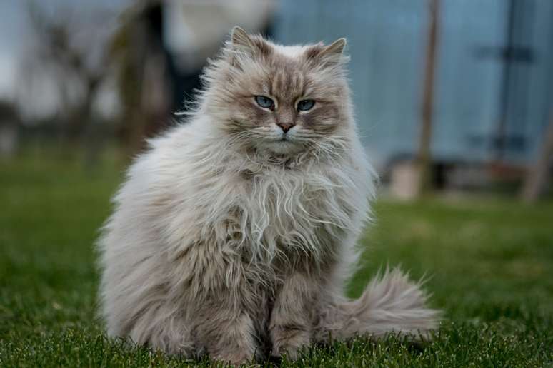 O gato da raça siberiano, com sua pelagem luxuosa e personalidade cativante, é uma verdadeira beleza selvagem 