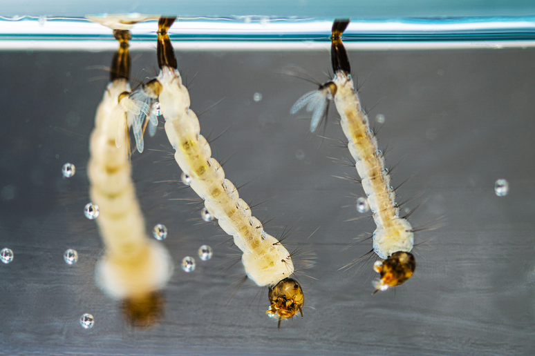 A pupa é a fase intermediária entre a larva e o mosquito da dengue adulto (Imgem: CDC/Lauren Bishop/Amy E. Lockwood)