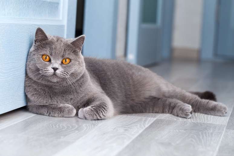 O gato da raça british shorthair, com sua pelagem densa e expressão tranquila, personifica a elegância e a serenidade felina 