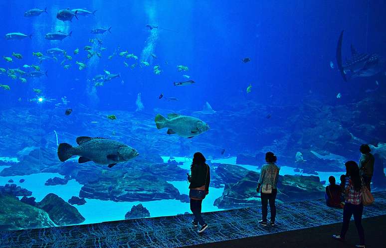 Spectacle of the seas: the largest aquariums in the world