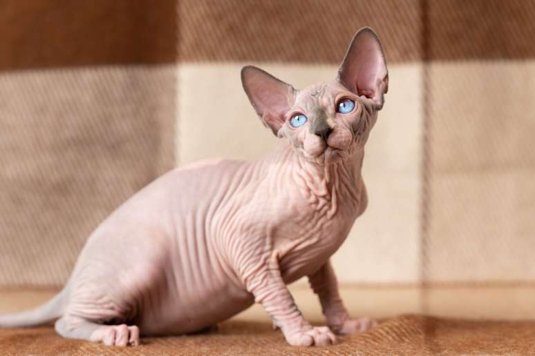 Com sua pele macia e calorosa, o gato da raça Sphynx desafia os estereótipos de beleza felina 