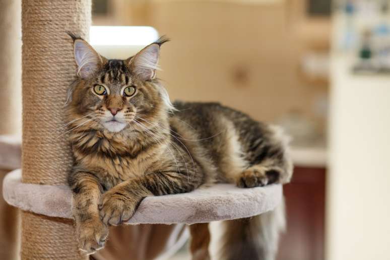 Majestoso e brincalhão, o gato da raça maine coon impressiona com sua grandeza física e personalidade amigável 