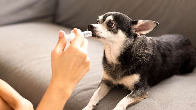 Veterinária explica como funciona a vermifugação de pets