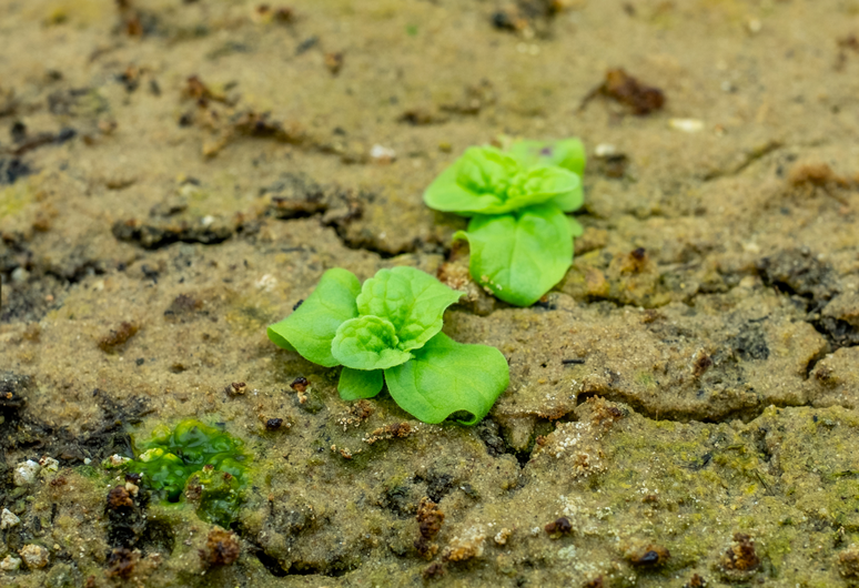 Esta é uma das plantas que germinou depois de quase 150 anos