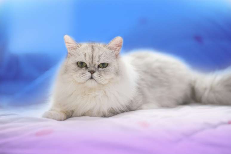 O gato persa cativa com sua personalidade tranquila e amorosa 