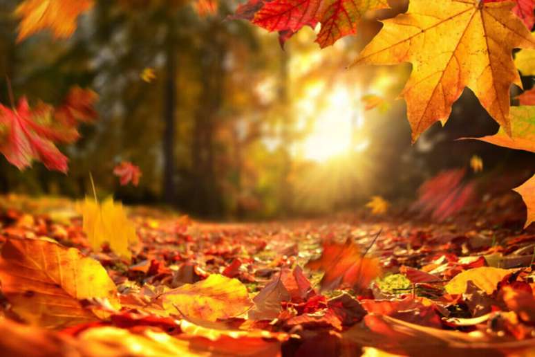 O outono é uma das estações do ano ideais para renovar as energias