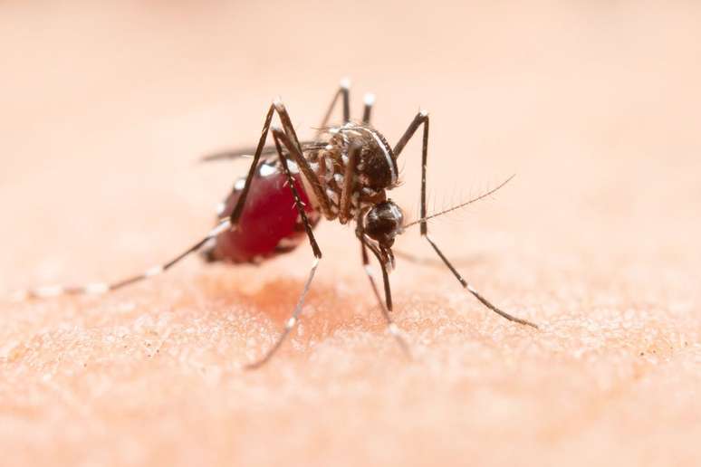 Entenda o que fazer para evitar a dengue |