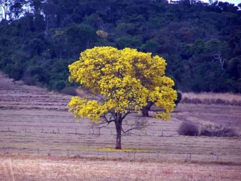 Ip&ecirc; amarelo - &Aacute;rvore t&iacute;pica do cerrado