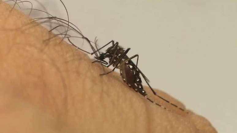 Mosquito Aedes aegypti