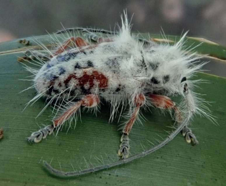 Besouro felpudo intriga cientistas na Austrália