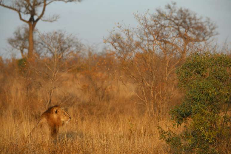 The lush vegetation of the Kruger requires you to pay attention to footprints and movements in the bushes to find animals