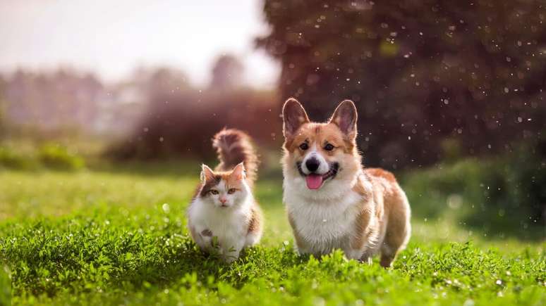 Astrology and animals: Get to know your pet more through its sign