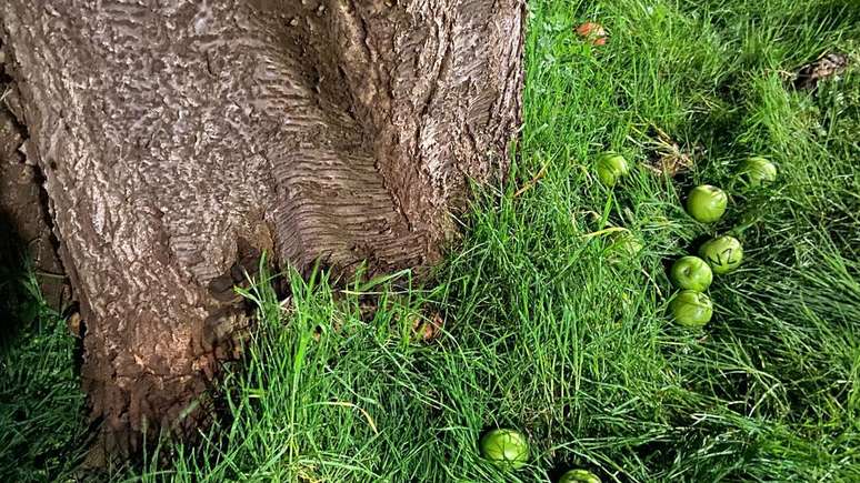 Os fãs de Banksy deixaram maçãs verdes ao lado da árvore