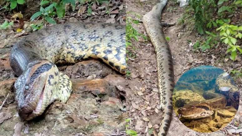 Sucuri "mais famosa do mundo" foi morta no último domingo, ambientalistas afirmam que se trata de um crime ambiental