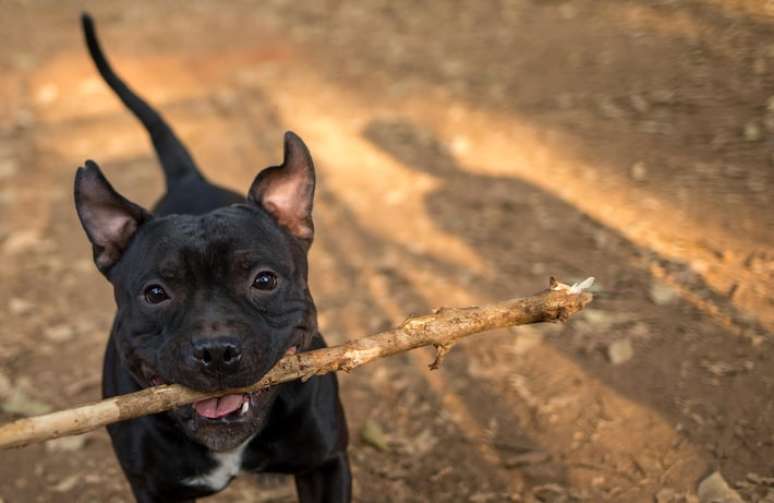 A pesquisa mostra que os cachorros também contam com uma representação mental ao escutar o nome de algo com o qual estão habituados