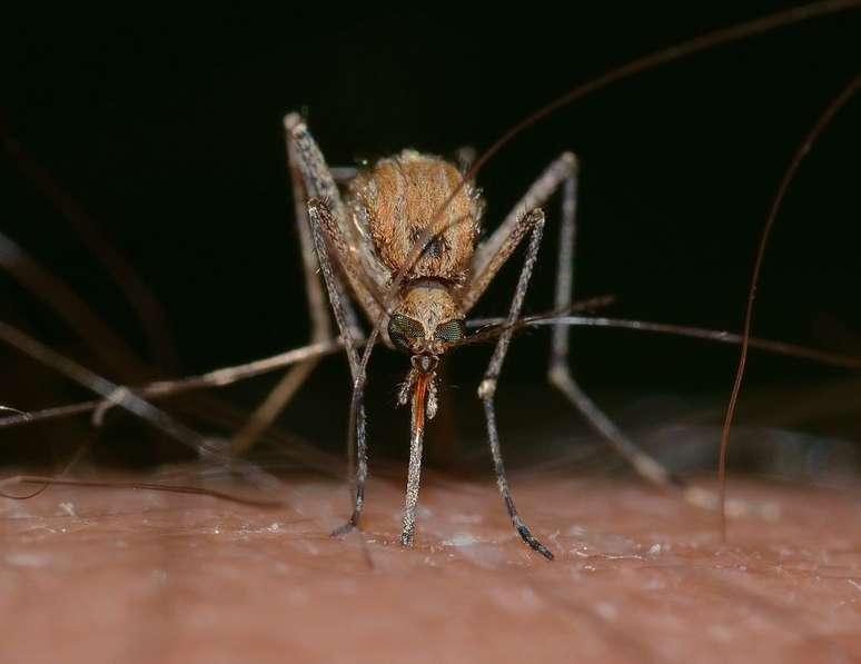 Diferente do mosquito da dengue, os mosquitos do gênero Culex não têm listras no corpo, como os pernilongos (Imagem: Franco Patrizia/Pixabay)
