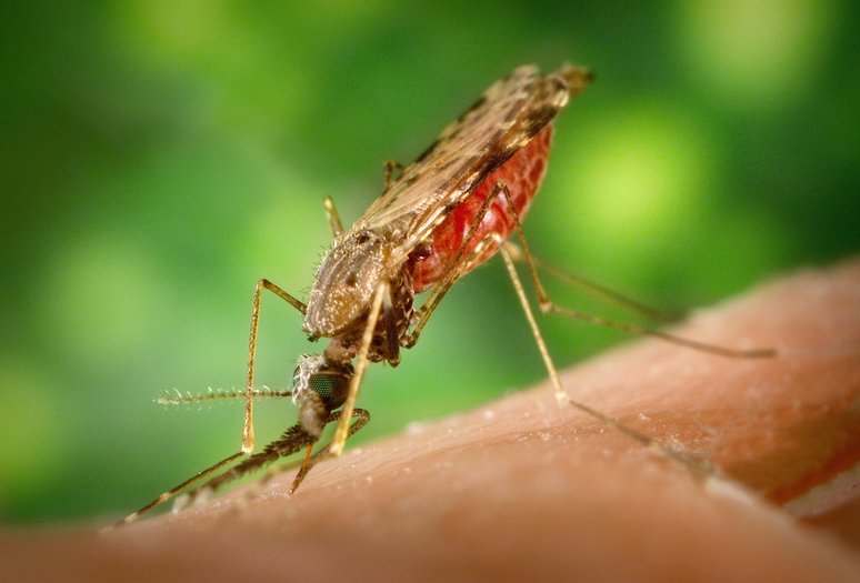 Os mosquitos do gênero Anopheles têm o corpo manchado, o que os diferenia do mosquito da dengue (Imagem: CDC/James Gathany)