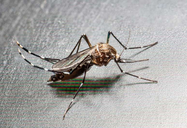 O mosquito-tigre-asiático é diferente do mosquito da dengue (Imagem: Sixto Emmanuel Picones Puebla/CC-BY-4.0)