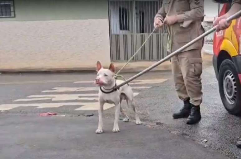 Filhote de pit bull precisou ser contido por bombeiros