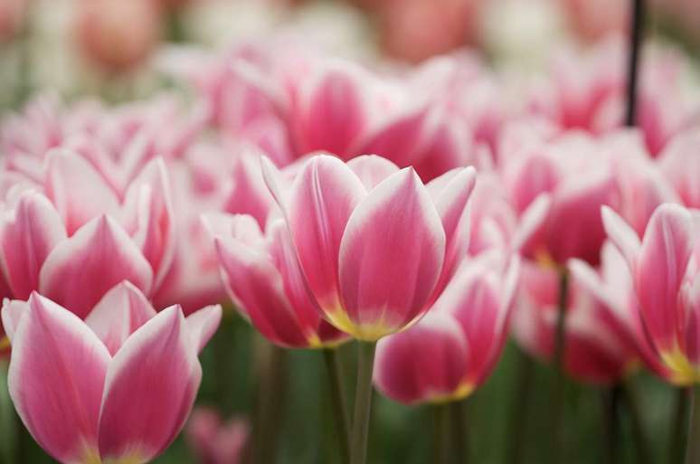 Parque Keukenhof, em Lisse, Amsterdã, Holanda