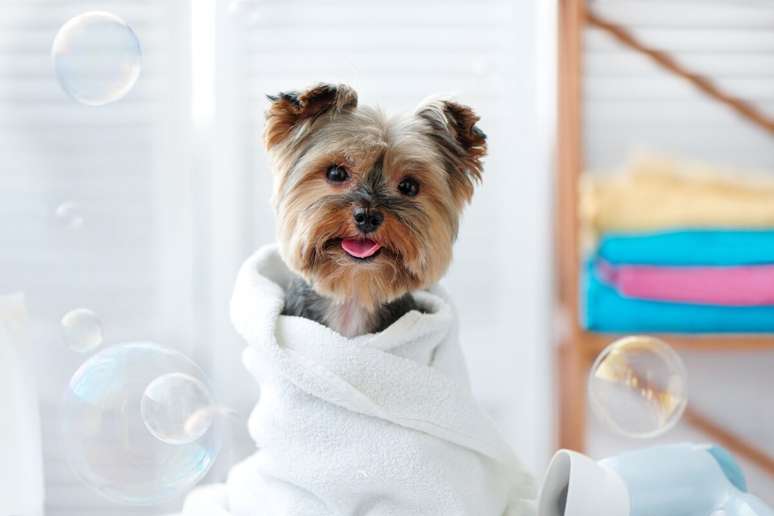 Banho regulares são importantes para evitar infecções e problemas de pele no animal 
