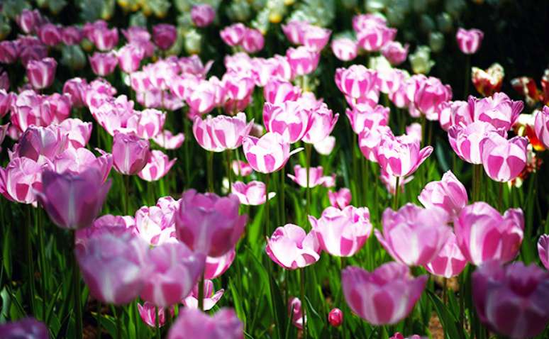 Parque Hitachi, em Hitachinaka