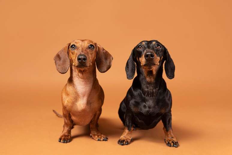 Cães salsicha podem desaparecer da Alemanha se nova lei for aprovada