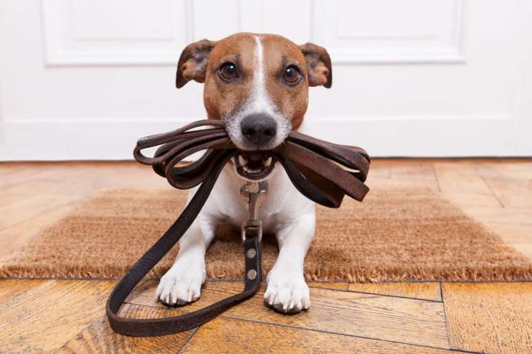A coleira e a guia são importantes para garantir a segurança do cachorro em passeios