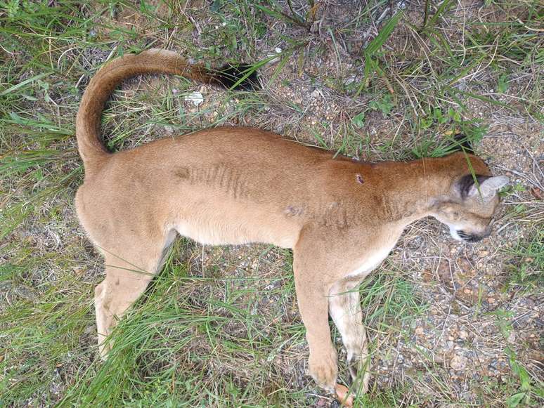 Onça-parda morre após ser atropelada em estrada no litoral de SP