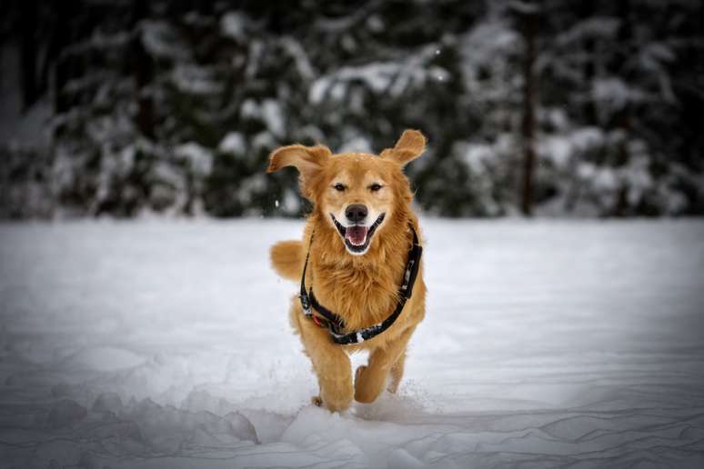 O golden retriever canadense tem uma pelagem densa e imperme&aacute;vel, que varia do creme ao dourado profundo 