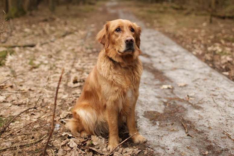 O golden retriever americano tem pelagem densa com tons de dourado ou creme 