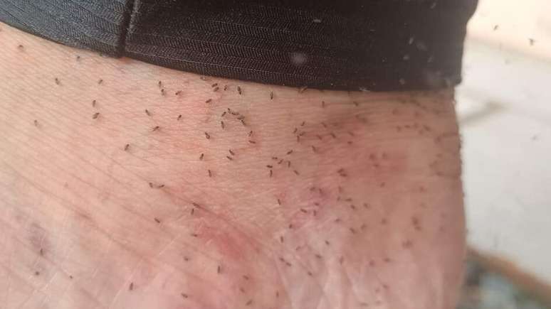 Infestação de mosquitos provoca 'caos' e prefeitura decreta estado de emergência em SC