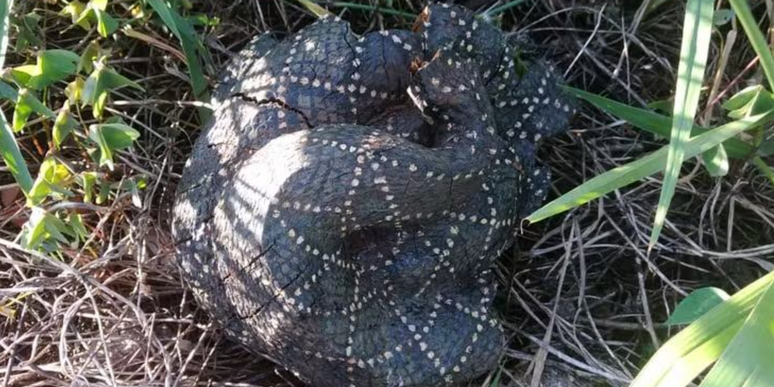 Crianças encontraram uma escultura em formato de cobra na mata e confundiram com animal real