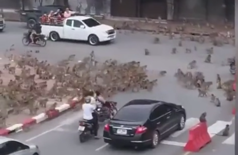 Video showing fight between ‘rival gangs of primates’ in Thailand goes viral on social media;  I wait