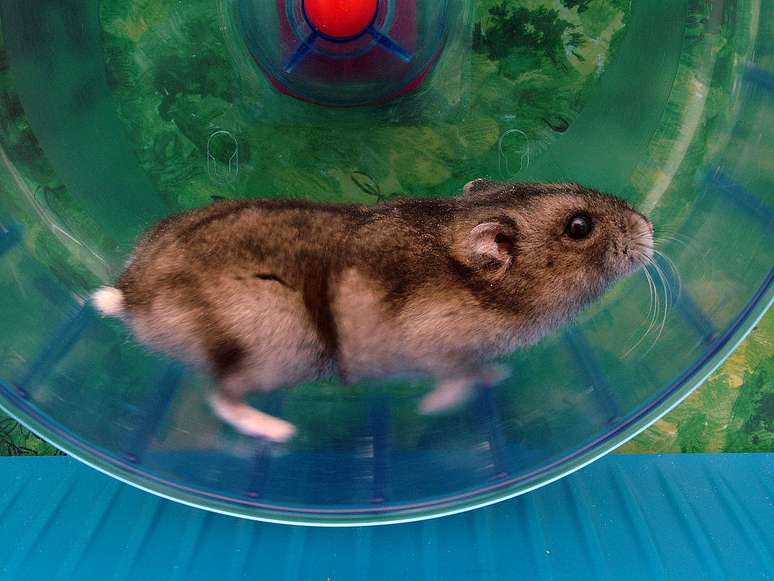 Pesquisa com roedores desafiou noções sobre emagrecimento