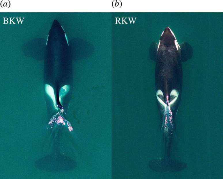 Bílogos descobrem duas novas espécies de orcas vivendo no Oceano Pacífico (Imagem: Morin et al., 2024/Royal Society Open Science)