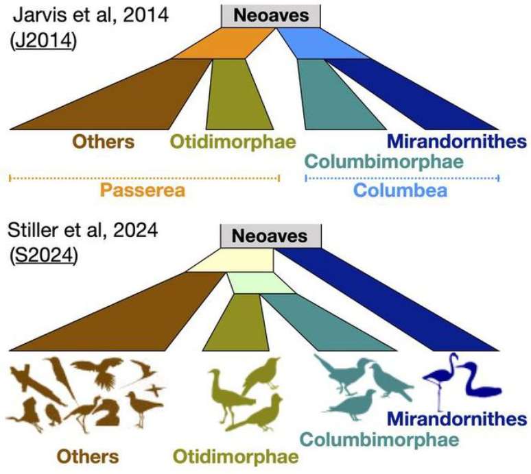 Cientistas propõem nova forma de analisar a evolução das aves, após a extinção dos dinossauros (Imagem: Edward Braun/Universidade da Flórida)