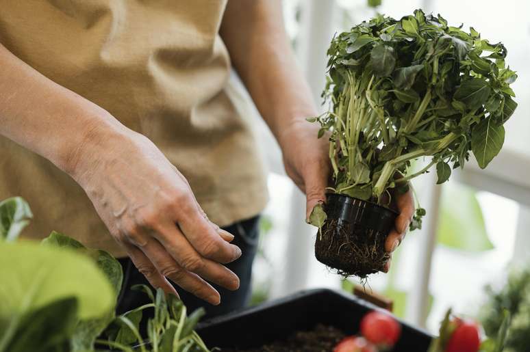 Veja dicas para plantar hortaliças em casa no mês de abril