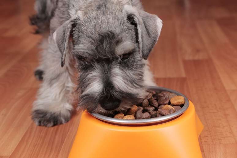 É importante ter atenção com a alimentação dos schnauzers 