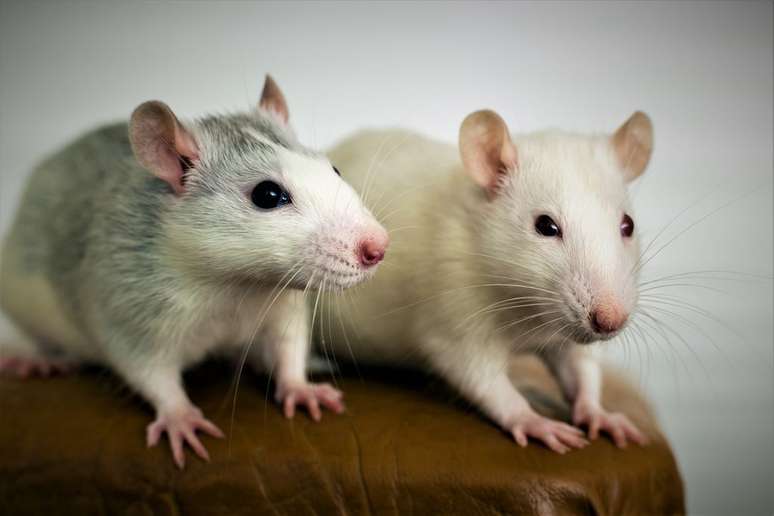 Ativação de determinados neurônios faz com que roedores tenham compulsão alimentar, mesmo quando estão saciados e sem fome (Imagem: Bilanol/Envato)